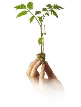 plantenvoedingen